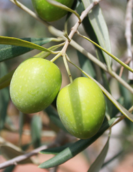 Badem Dolgulu Yeşil Zeytin  400 G - 2