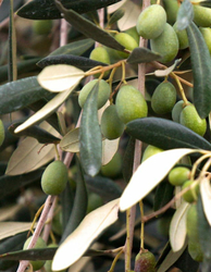 Domat Kırma Yeşil Zeytin 1 KG - 3