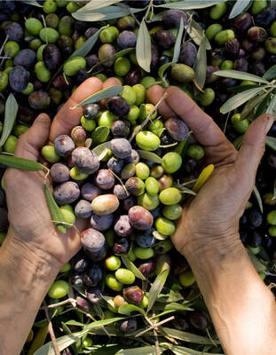 Domat Kırma Yeşil Zeytin 1 KG - 4